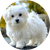 Terrier Maltese